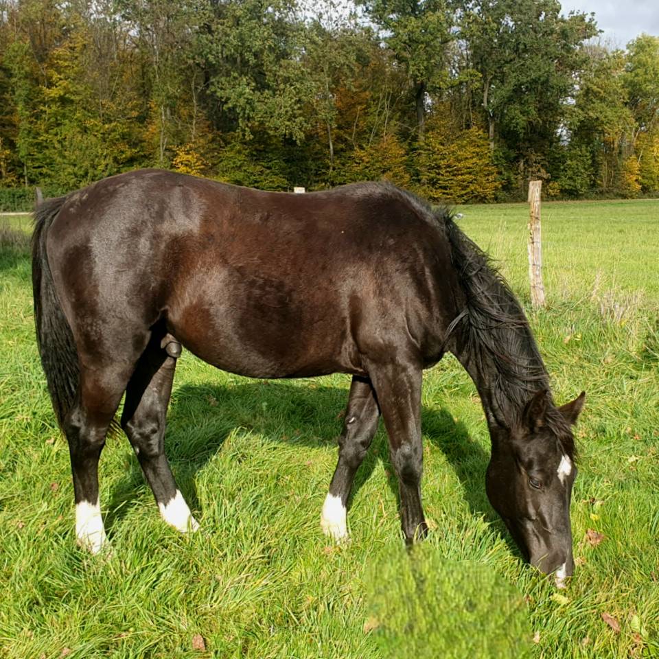 Poulain selle fran&ccedil;ais 2024