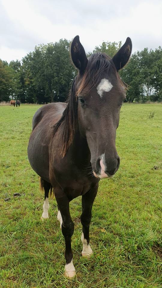 Poulain selle fran&ccedil;ais 2024