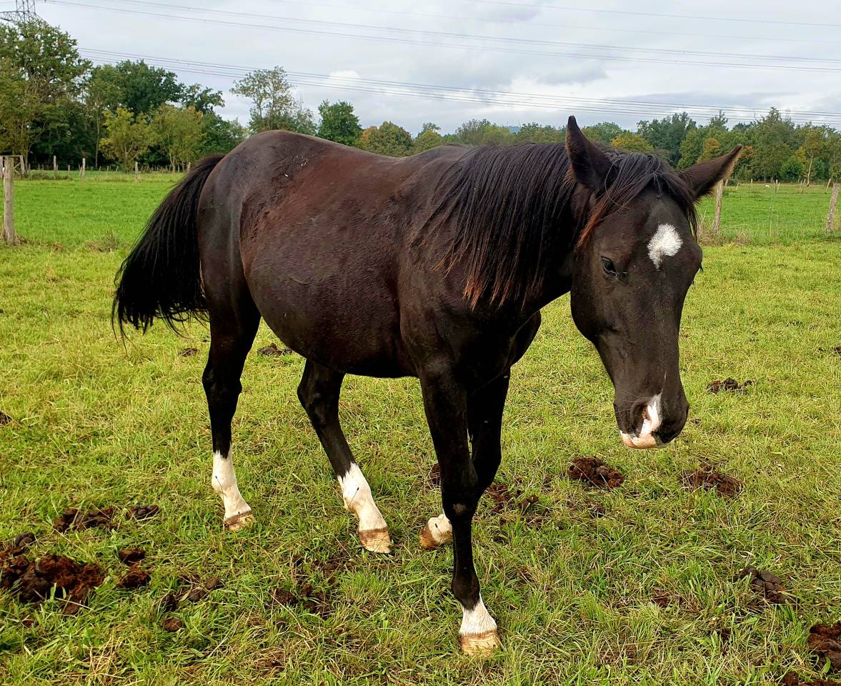 Poulain selle fran&ccedil;ais 2024