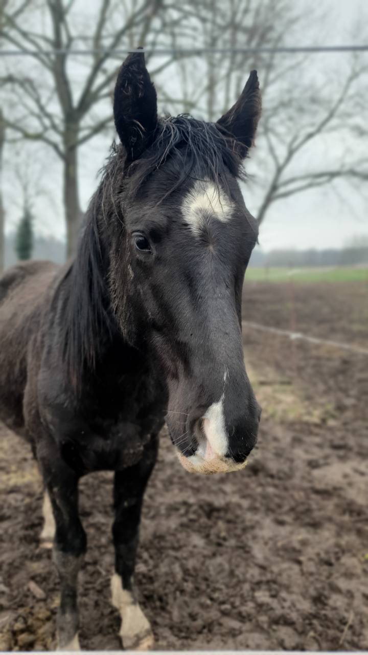 Poulain selle fran&ccedil;ais 2024