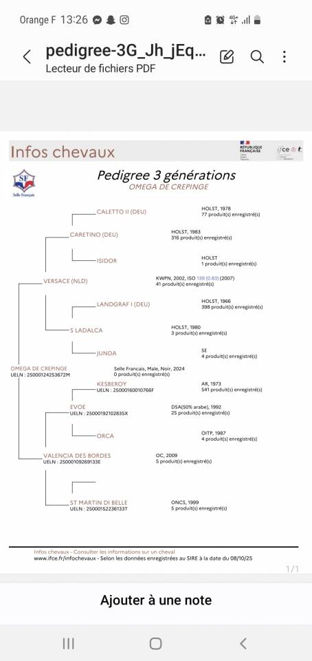 Poulain selle fran&ccedil;ais 2024