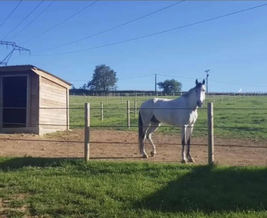 DOMAINE AM - pension chevaux dans le 26 (Dr&ocirc;me) 