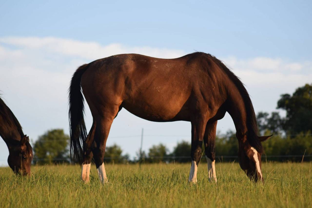 DOMAINE AM - pension chevaux dans le 26 (Dr&ocirc;me) 