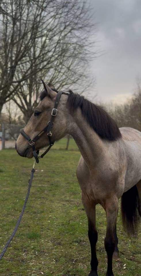 Jument 4 ans irish sport horse