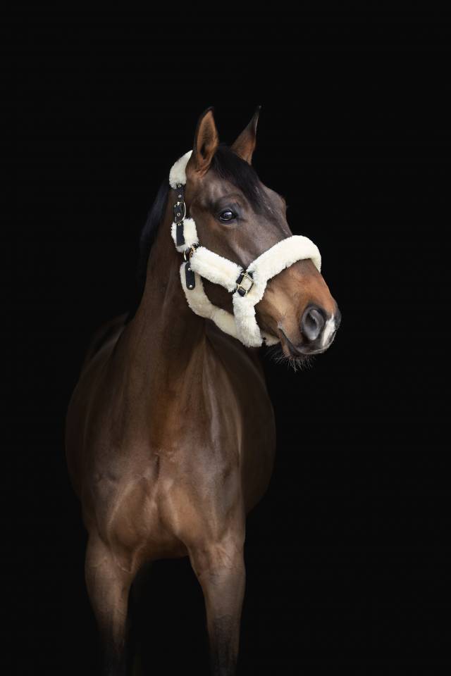 Hongre de 8 ans &agrave; louer 