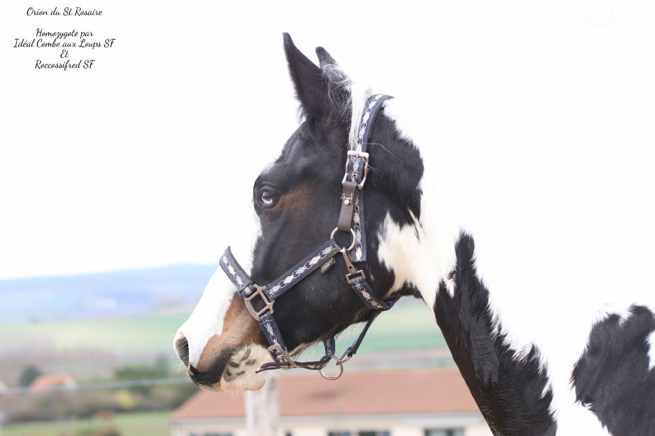 Saillie Etalon parents SF HOMOZYGOTE 