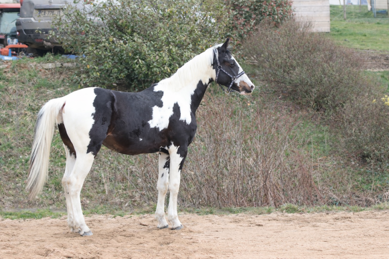 Saillie Etalon parents SF HOMOZYGOTE 