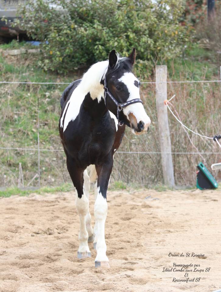 Saillie Etalon parents SF HOMOZYGOTE 