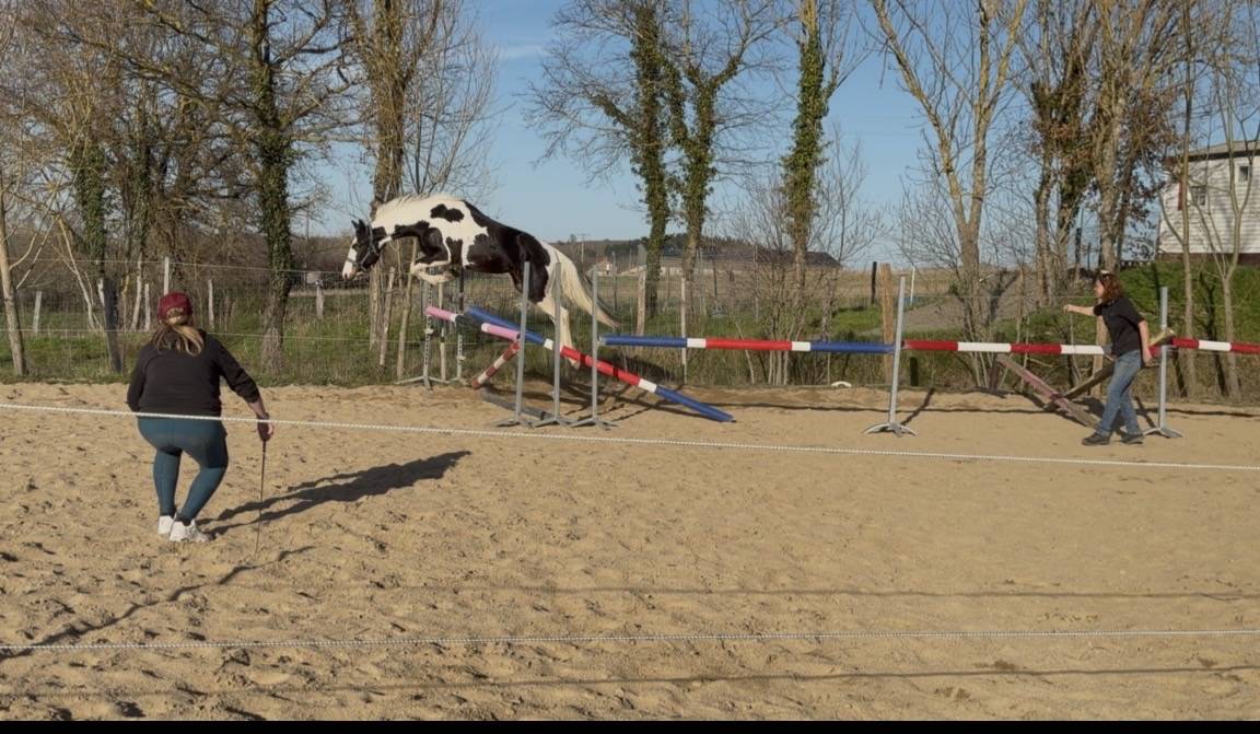 Saillie Etalon parents SF HOMOZYGOTE 