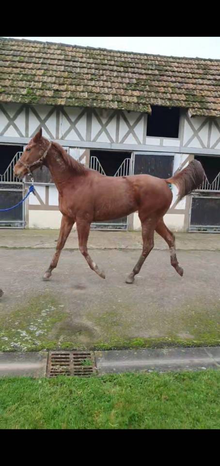 Gentille jument 4 ans