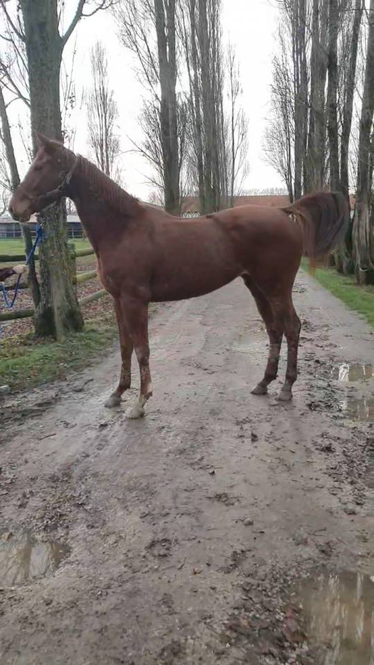 Gentille jument 4 ans
