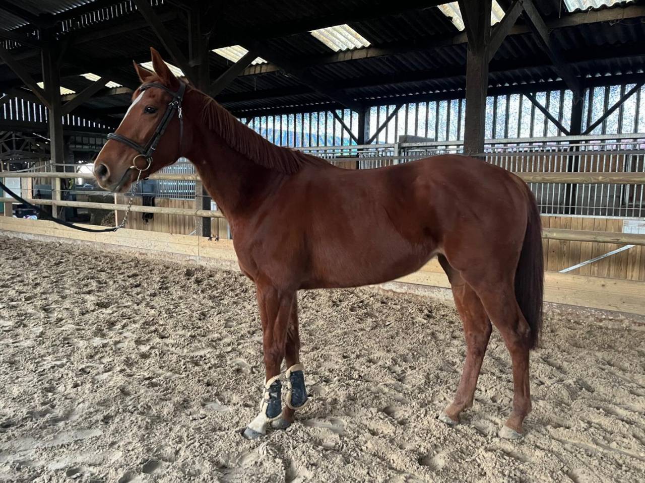 Gentille jument 4 ans