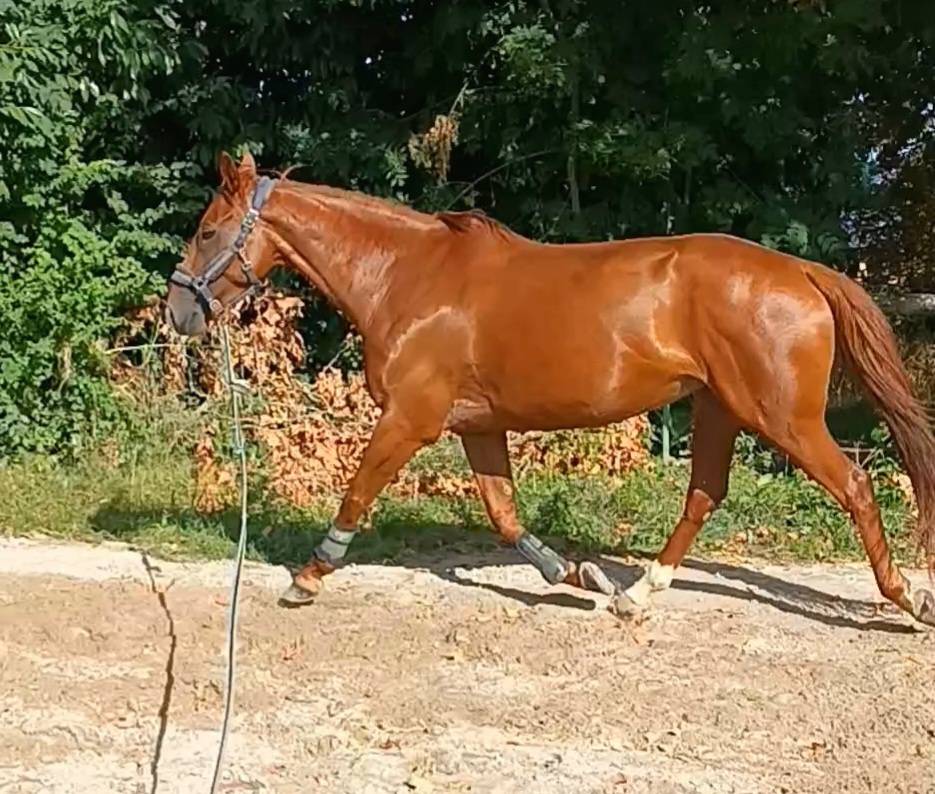 A vendre poulini&egrave;re SF 9 ans par Open Up S&eacute;milly