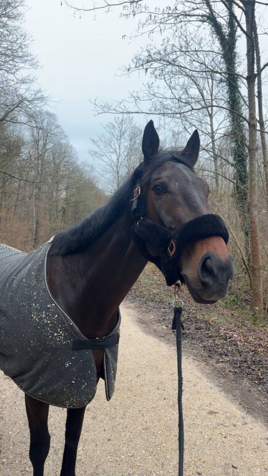 Hongre &agrave; vendre 1m75