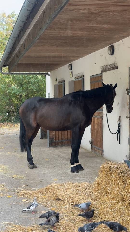 Hongre &agrave; vendre 1m75