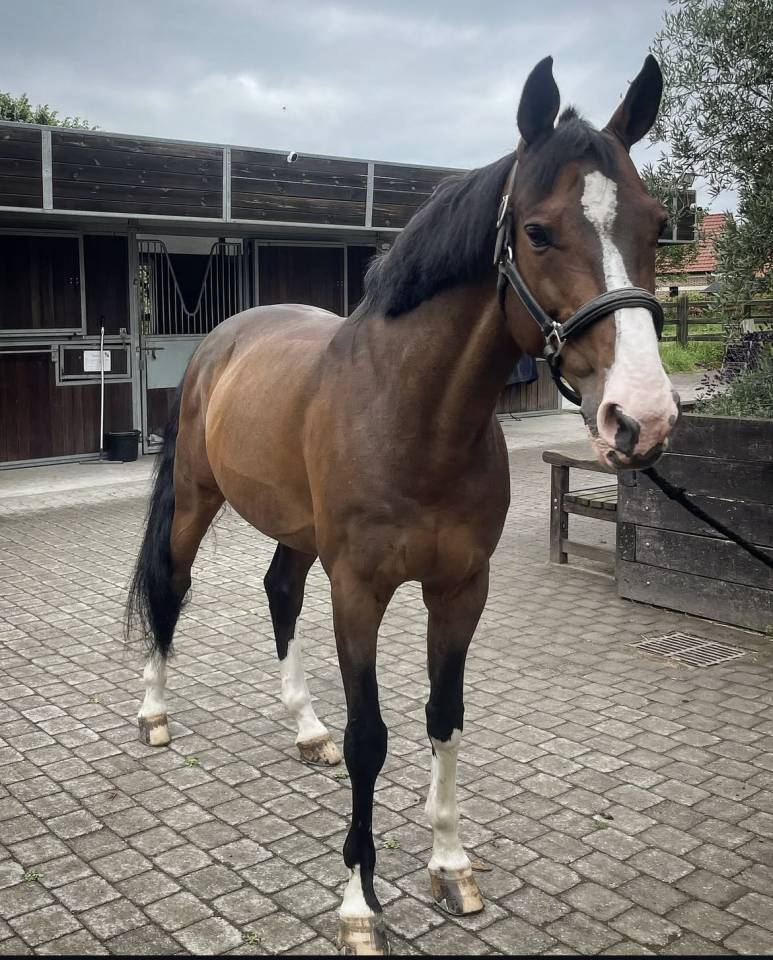 Hongre - cheval de sport &agrave; vendre 