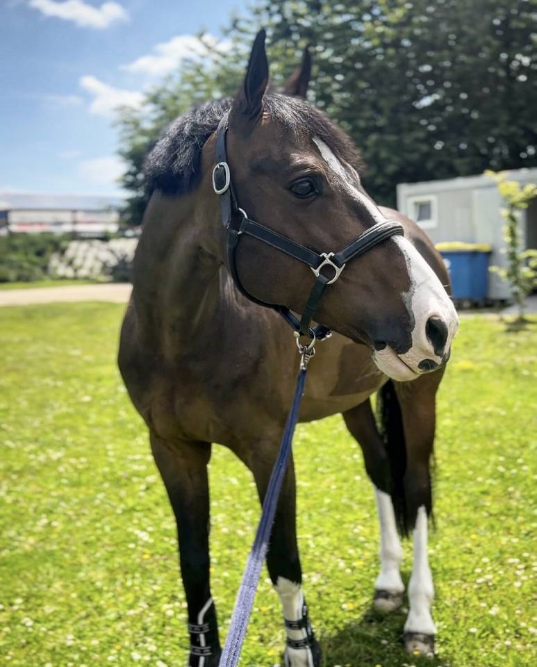 Hongre - cheval de sport &agrave; vendre 