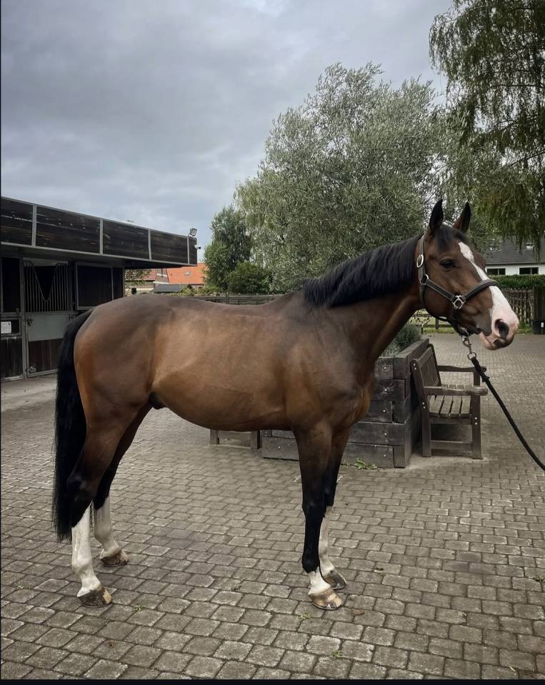 Hongre - cheval de sport &agrave; vendre 