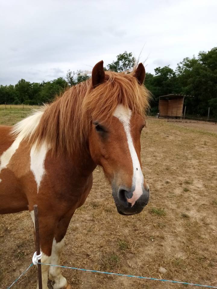&Agrave; vendre : Janero poney pie 9 ans bon potentiel 