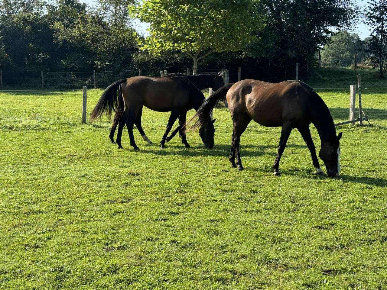 Totem d&rsquo;Ermac - hongre &agrave; la retraite
