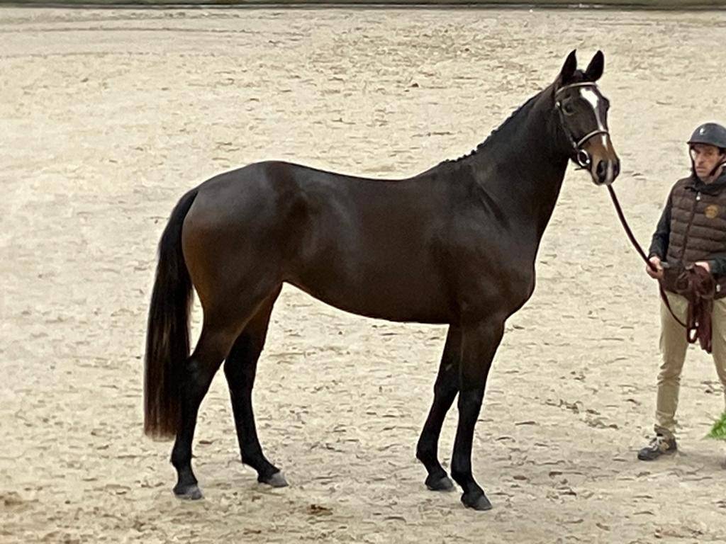 Belle jument pour sport CCE/CSO ou &eacute;levage