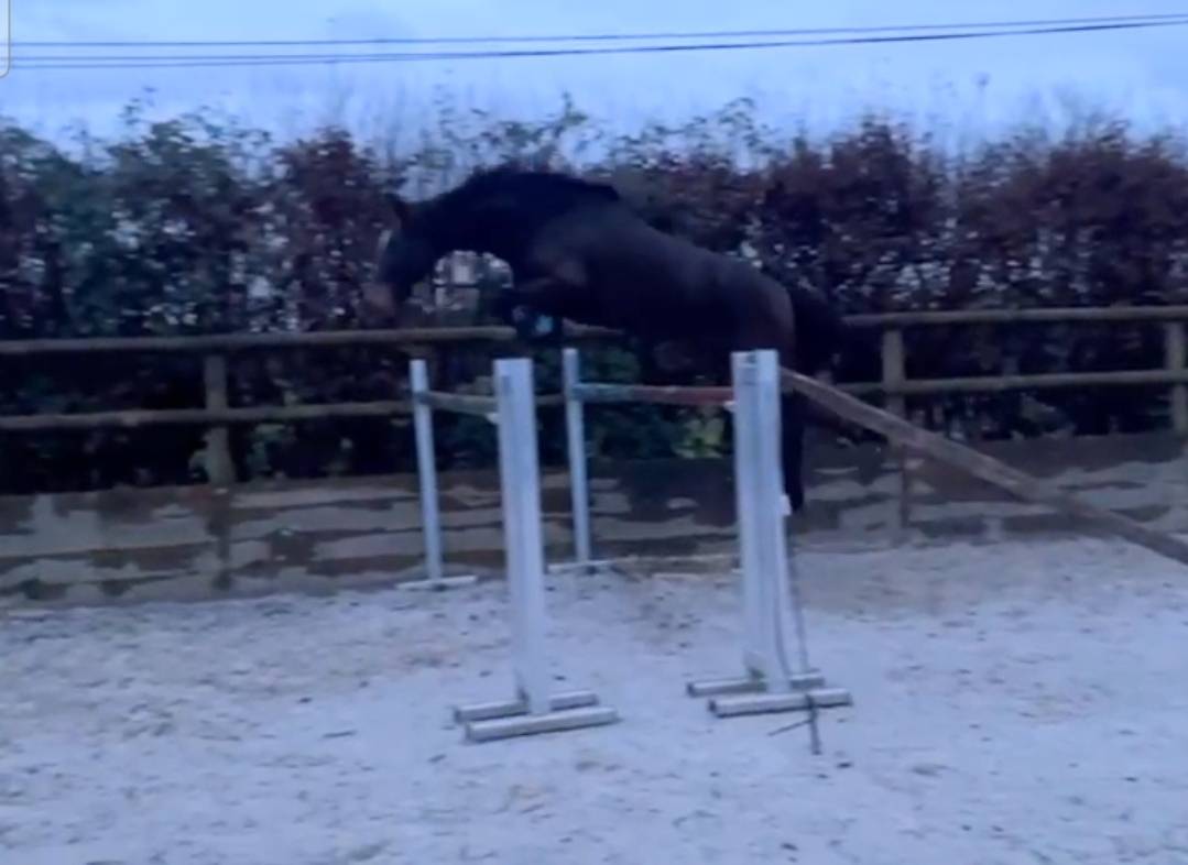 Belle jument pour sport CCE/CSO ou &eacute;levage