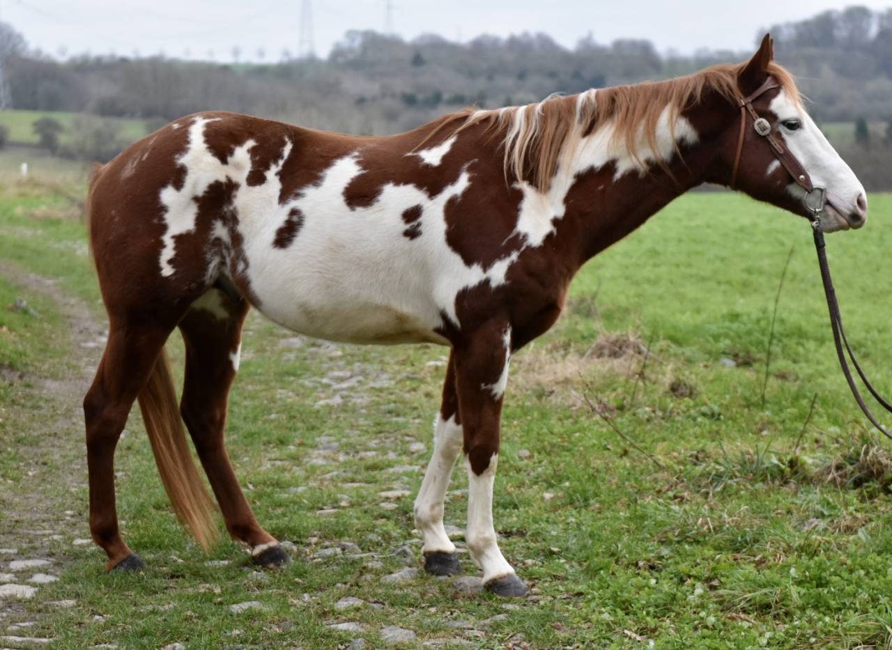 MAGNIFIQUE &Eacute;TALON PAINT HORSE 