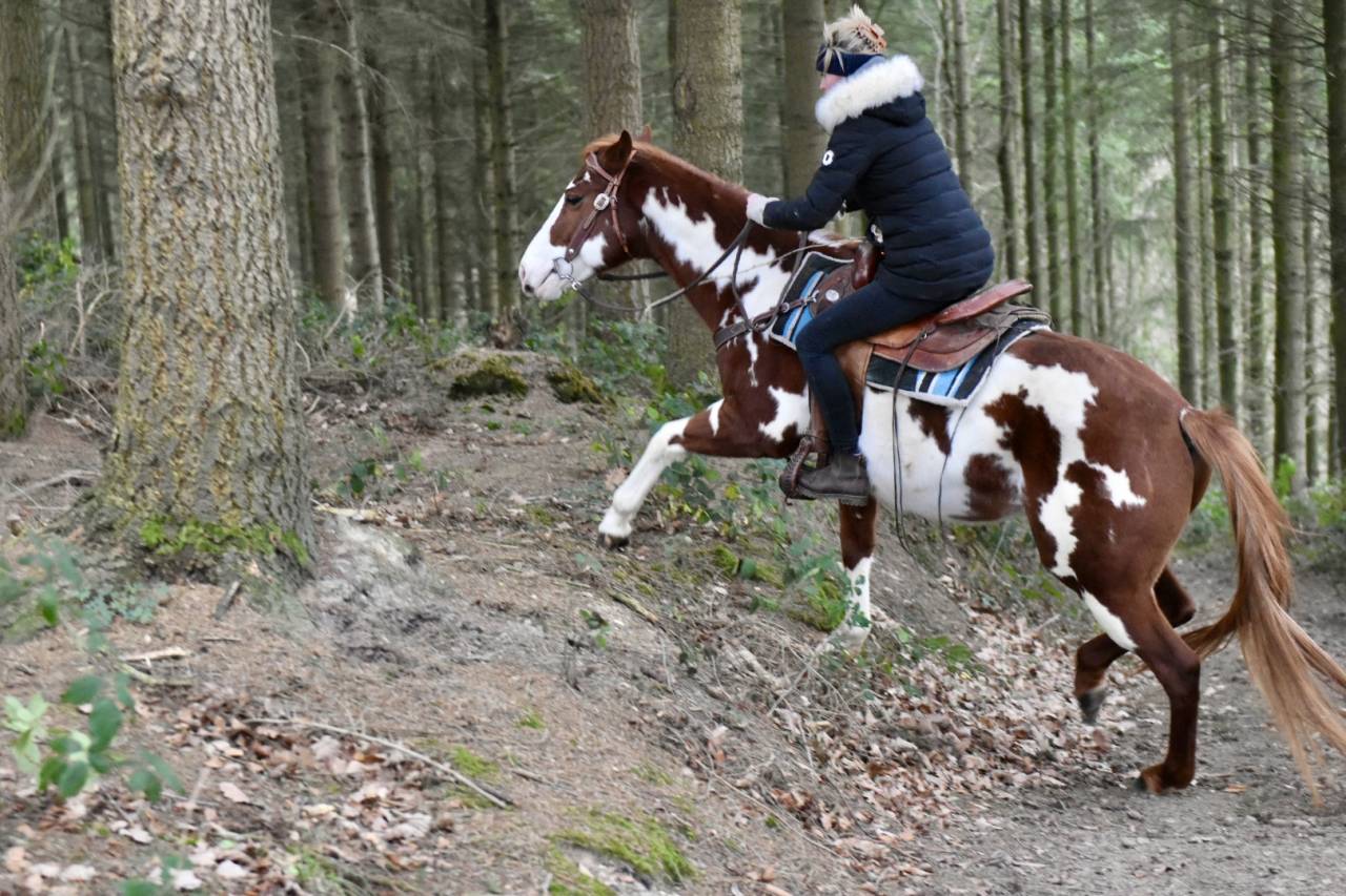 MAGNIFIQUE &Eacute;TALON PAINT HORSE 