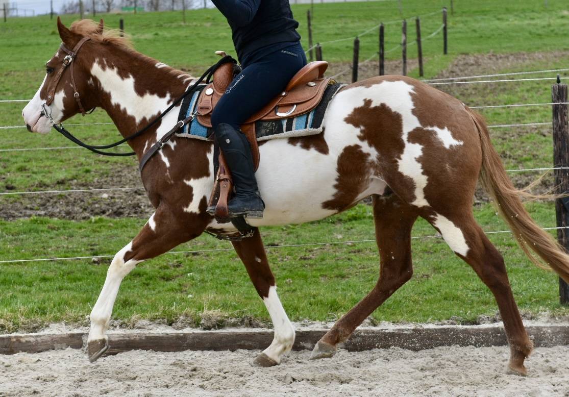 MAGNIFIQUE &Eacute;TALON PAINT HORSE 