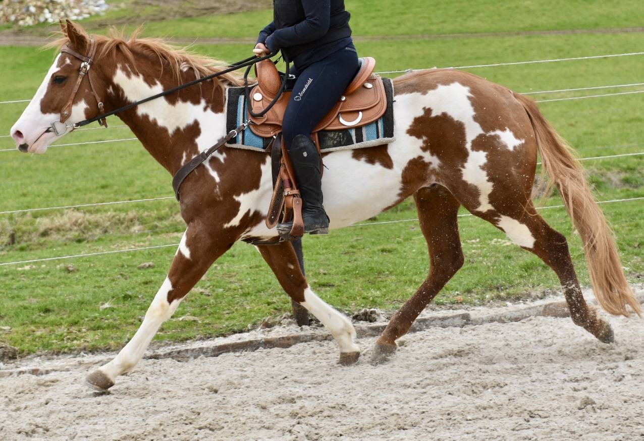 MAGNIFIQUE &Eacute;TALON PAINT HORSE 
