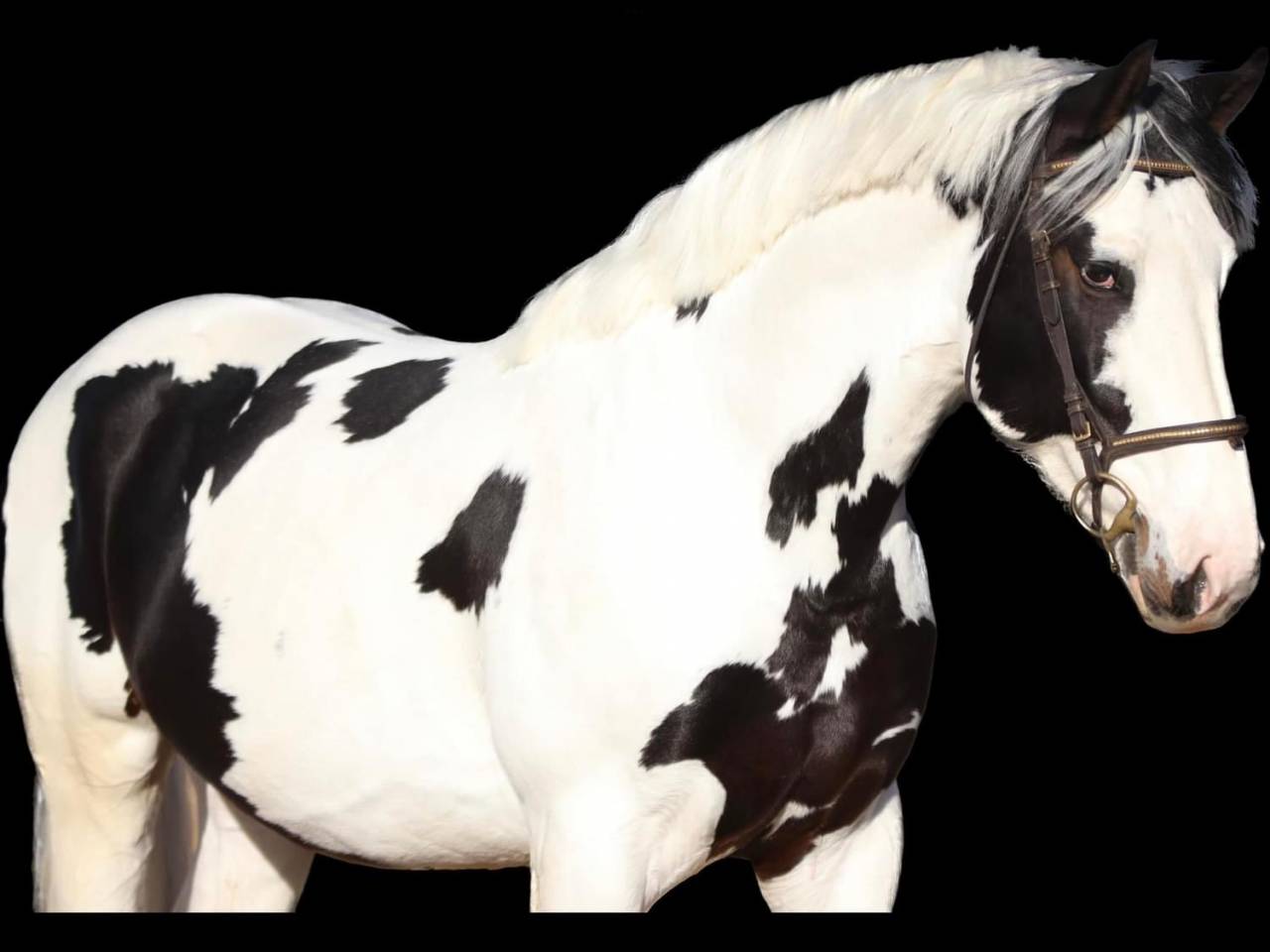 &Eacute;talon sport Homozygote Champion de France Hunter 