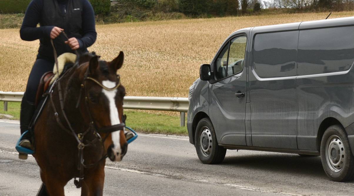 JUMENT D AMATEUR PAR EXCELLENCE