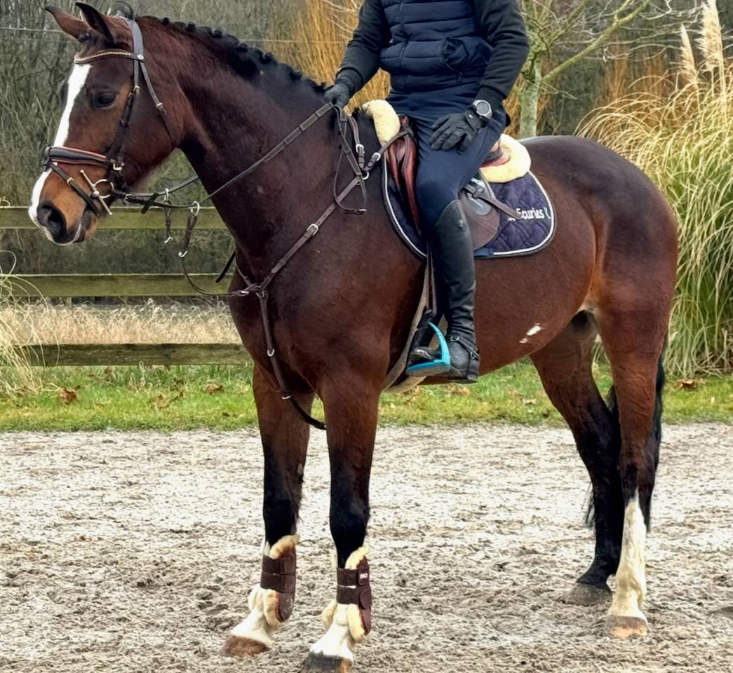 JUMENT D AMATEUR PAR EXCELLENCE