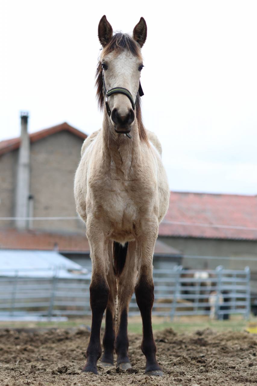Pouliche Lusitanienne par Cairo AR