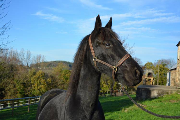 Jument PP arabo frison 