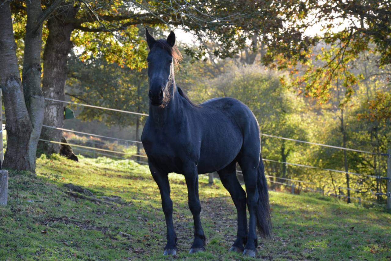 Jument PP arabo frison 