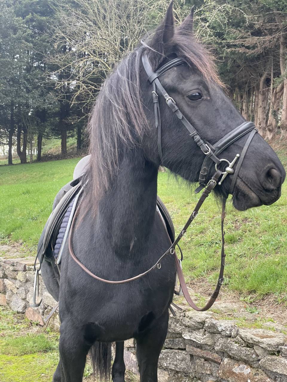 Jument PP arabo frison 