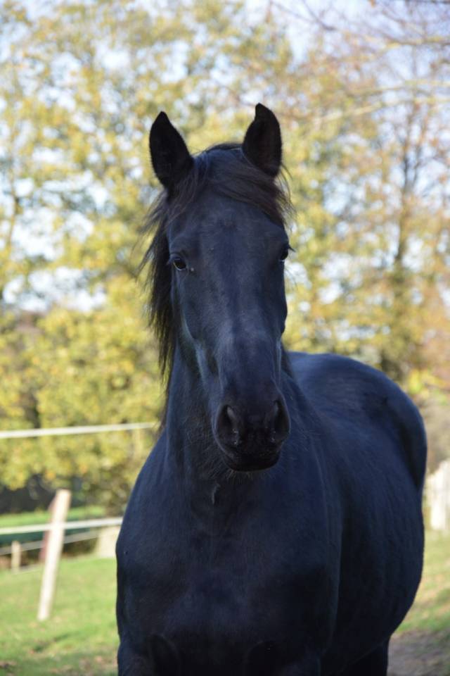 Jument PP arabo frison 