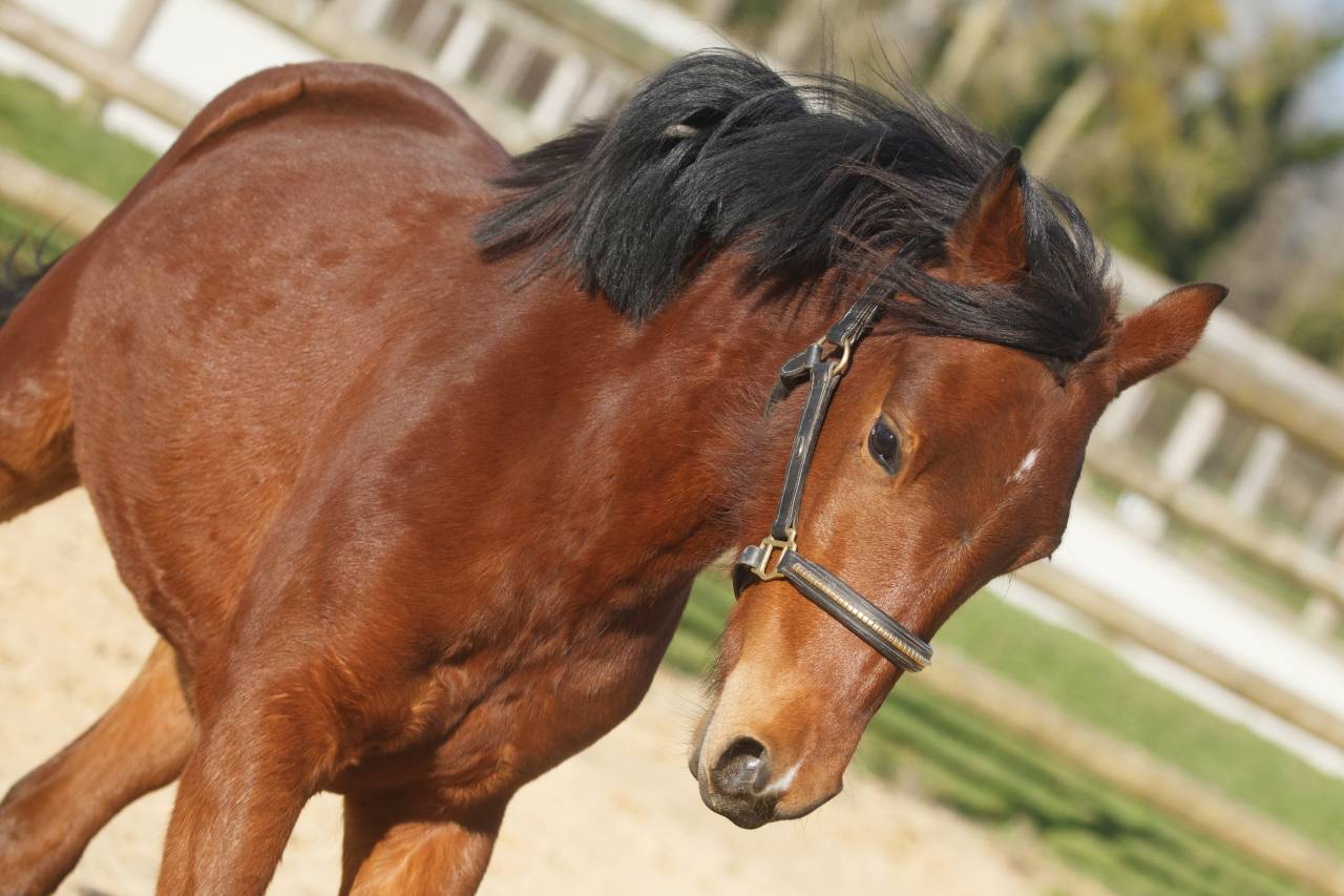 Belle ponette New forest 2 ans taille D