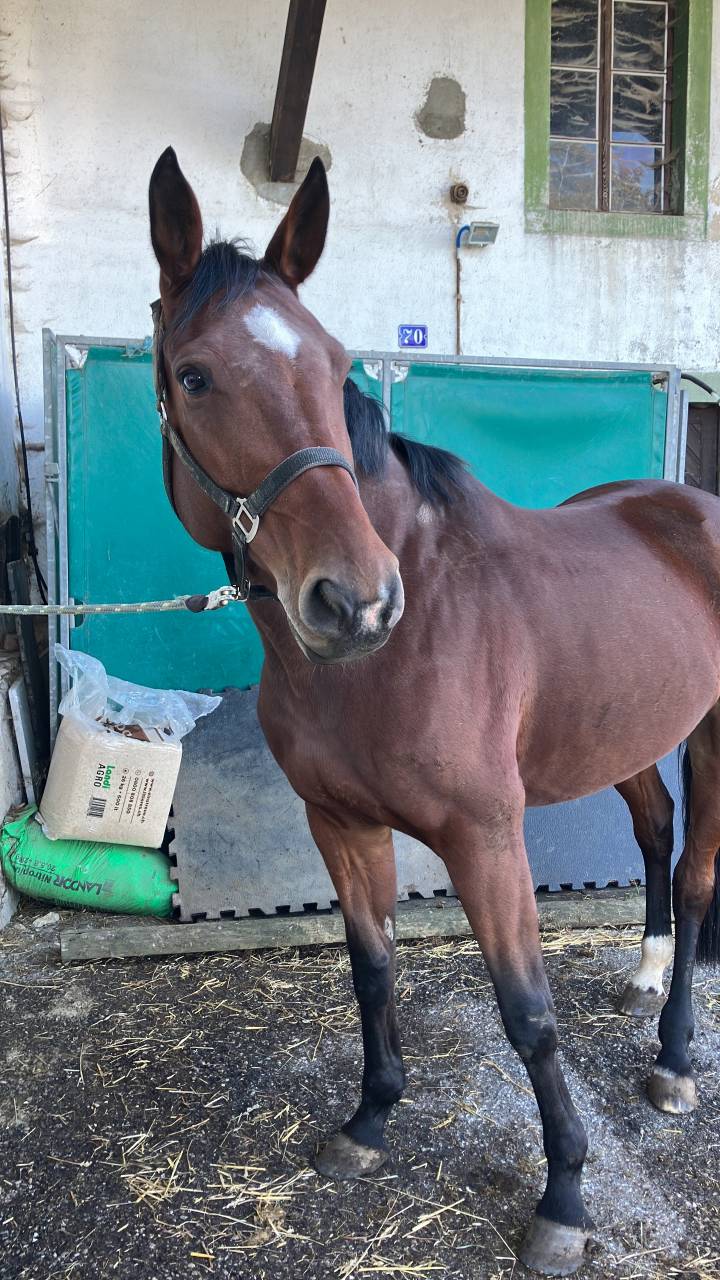 &Agrave; saisir avant la saison de Concours