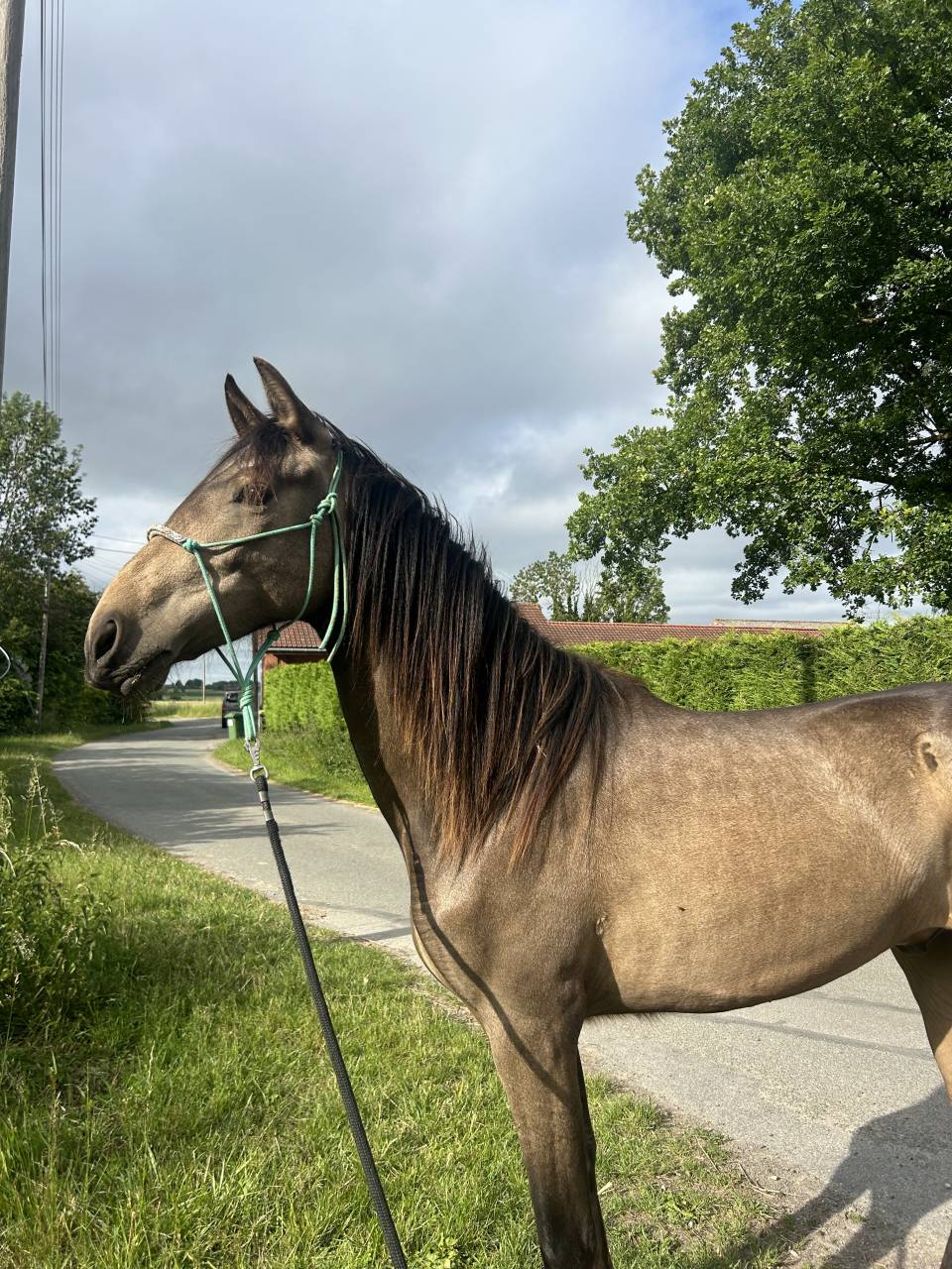 Jeune cheval &agrave; vendre