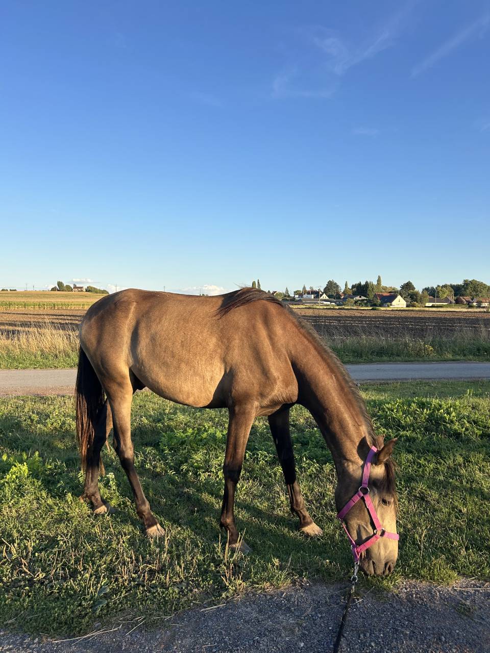 Jeune cheval &agrave; vendre