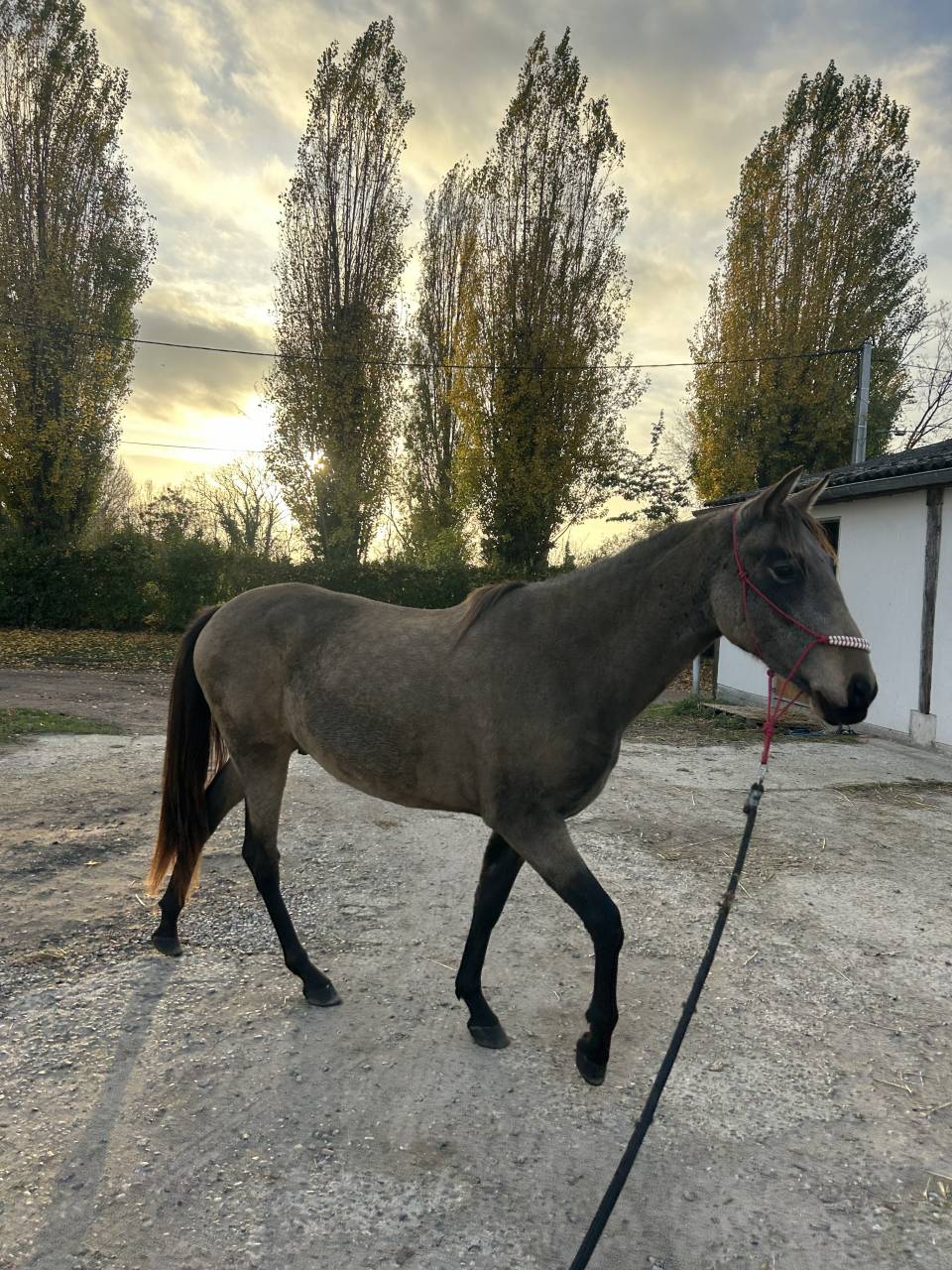Jeune cheval &agrave; vendre