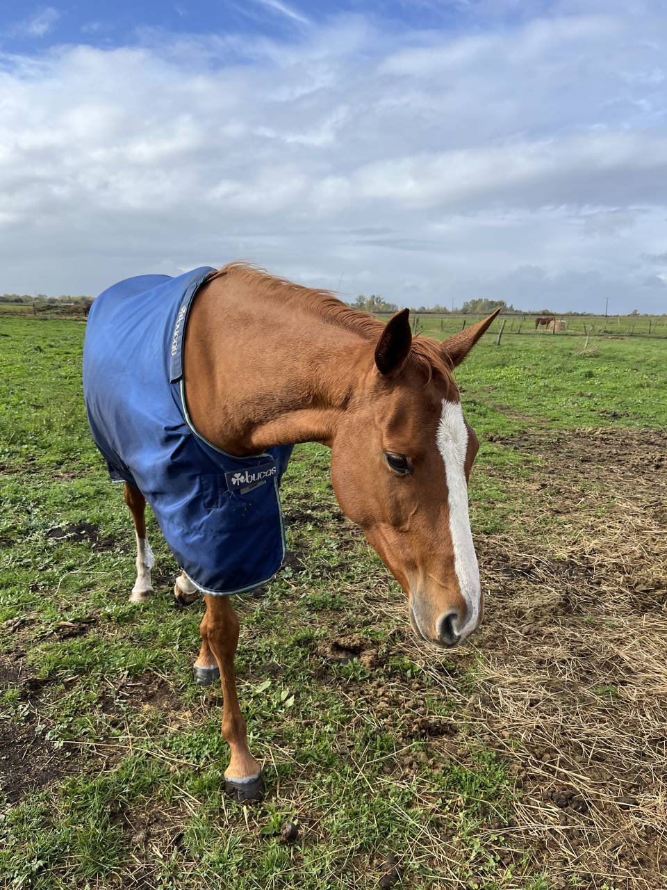 Jument pleins papiers 5 ans (2021) 