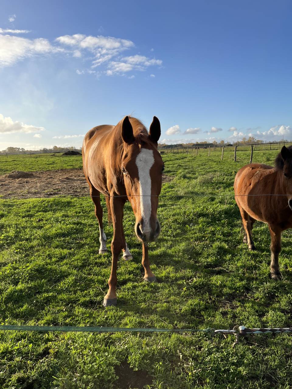 Jument pleins papiers 5 ans (2021) 
