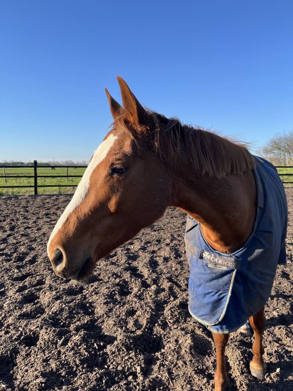 Jument pleins papiers 5 ans (2021) 