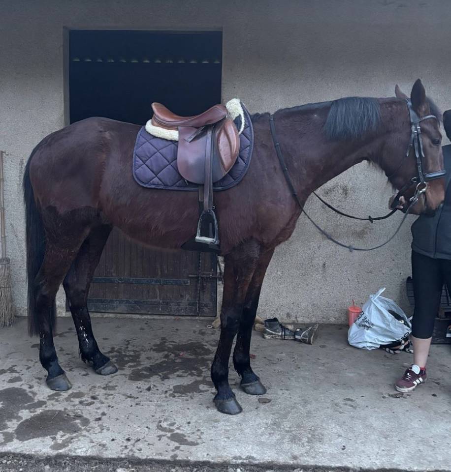 Trotteur fran&ccedil;ais 