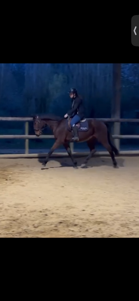 Trotteur fran&ccedil;ais 