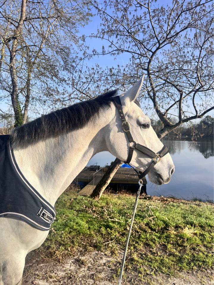  A VENDRE JUMENT 6 ANS 