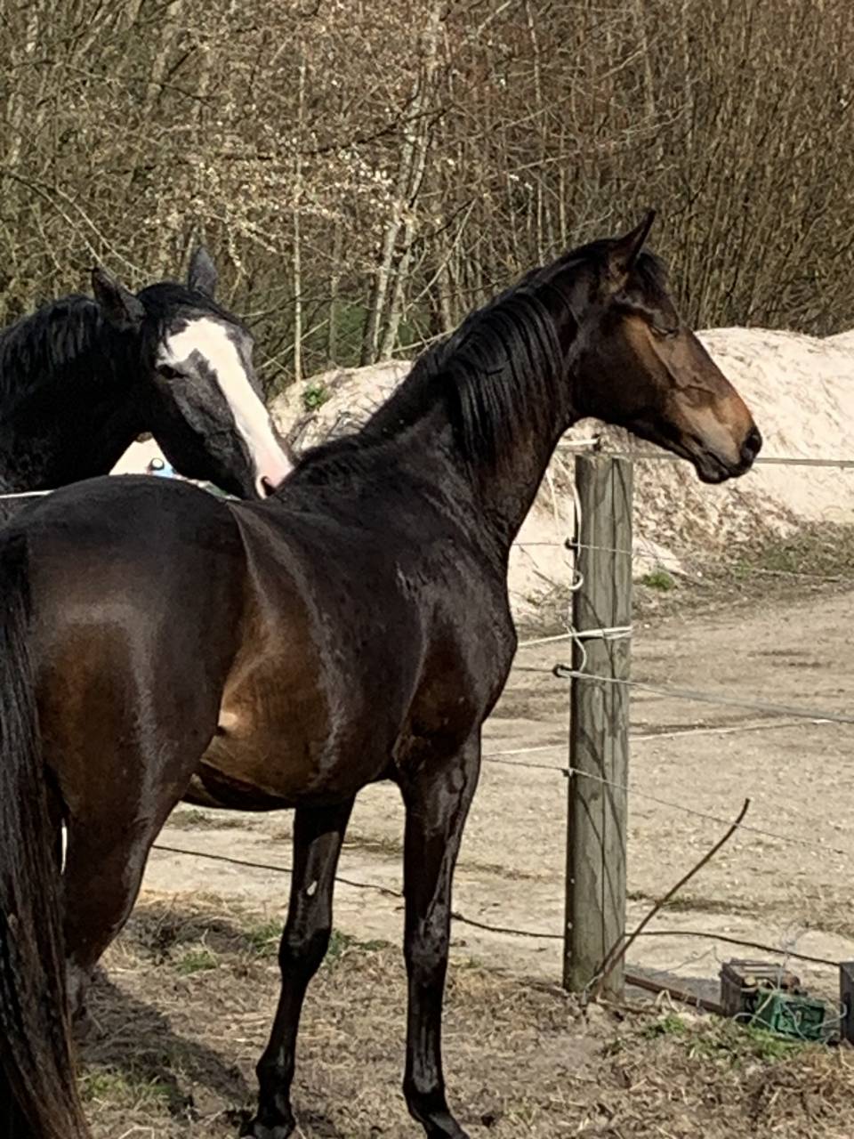 &Agrave; vendre entier de 2 ans 